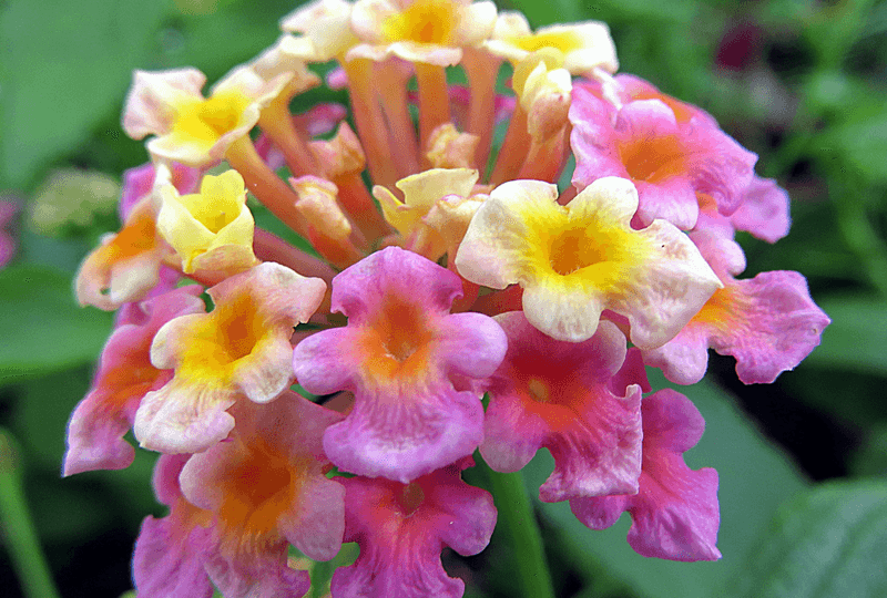 8 Low-Maintenance Shrubs Florida Homeowners Love For Easy Color 3 Lantana