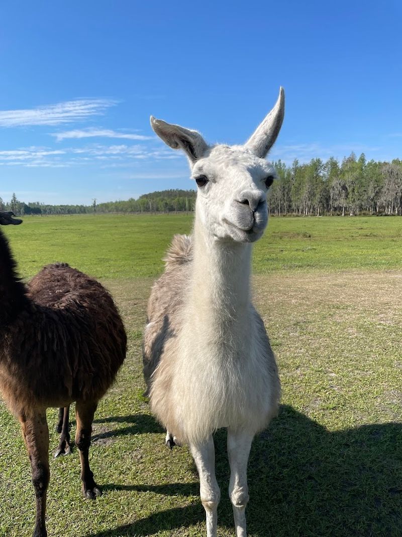 JJ: The Tour Guide Everyone Keeps Talking About