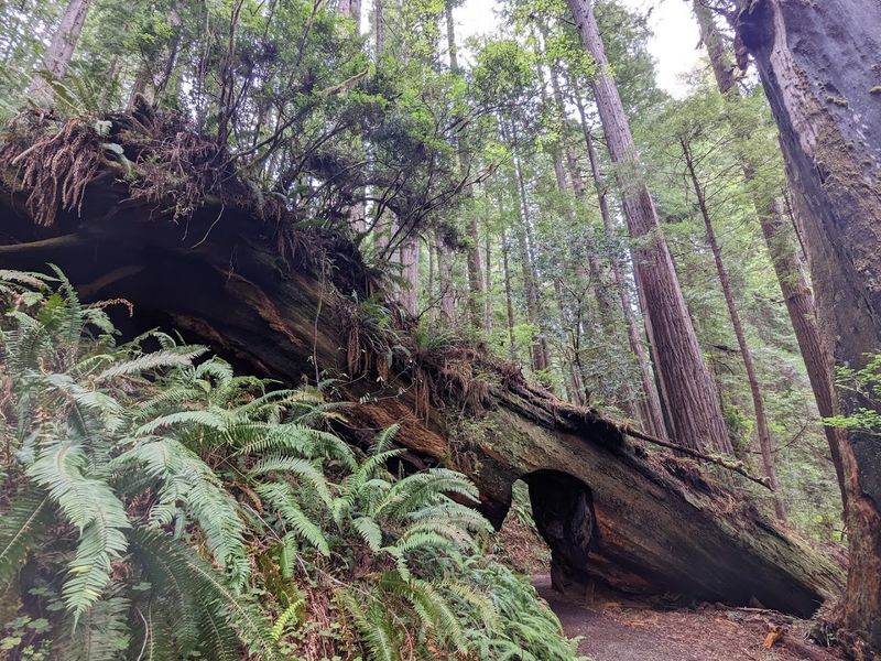 James Irvine Trail: The Full Redwood Immersion