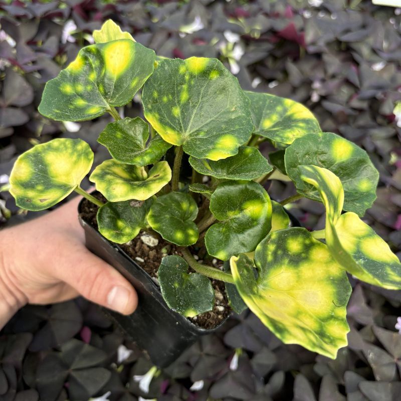 Florida Plants That Do Well in the Shade Without Much Attention 19 Leopard Plant