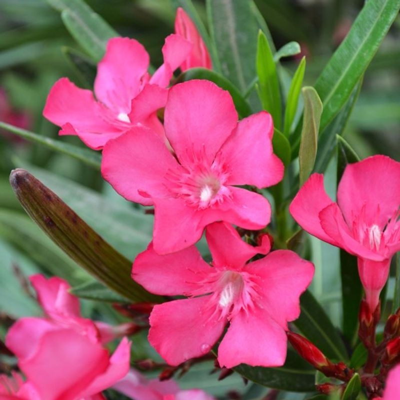 Heat-Tolerant Shrubs That Keep Florida Yards Looking Lush 17 Oleander