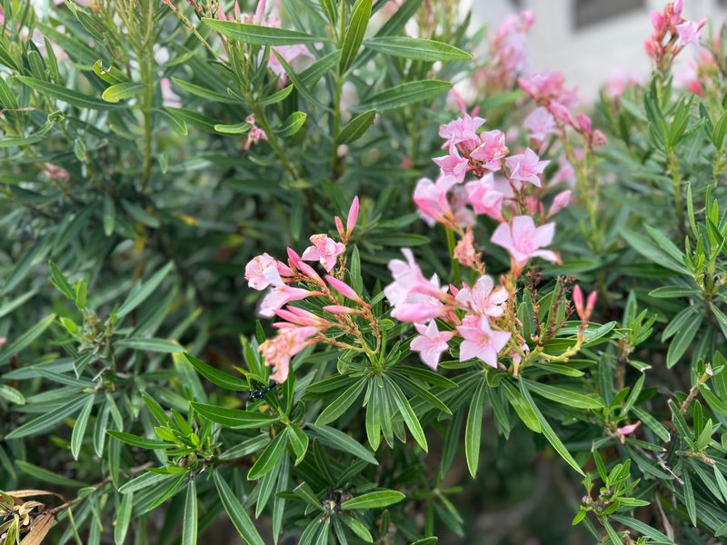 Oleander