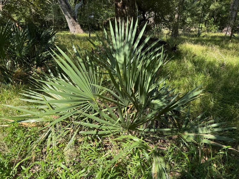 Dwarf Palmetto