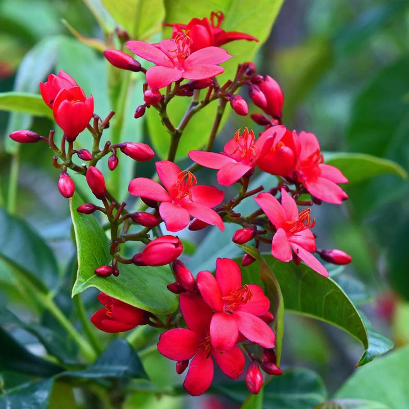 Jatropha