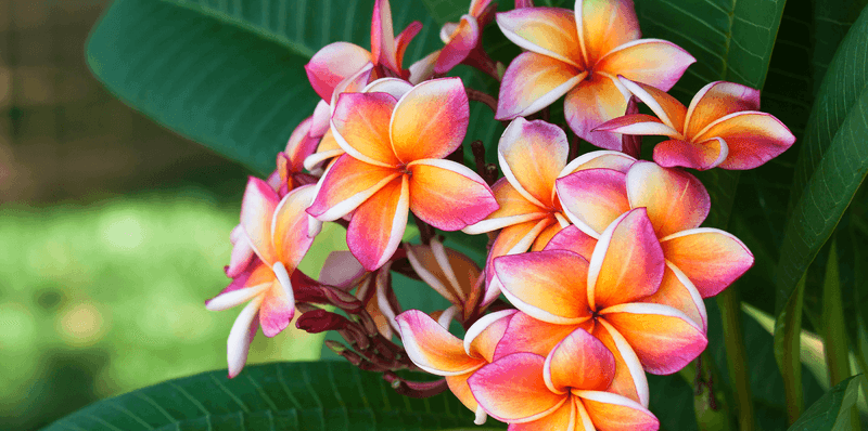 Plumeria