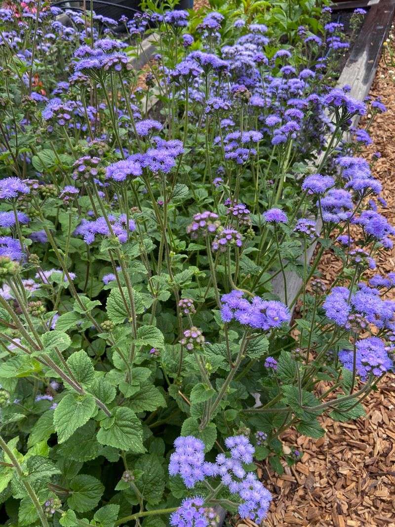 Florida Plants That Bring Butterflies and Bees Into Your Garden Naturally 18 Ageratum