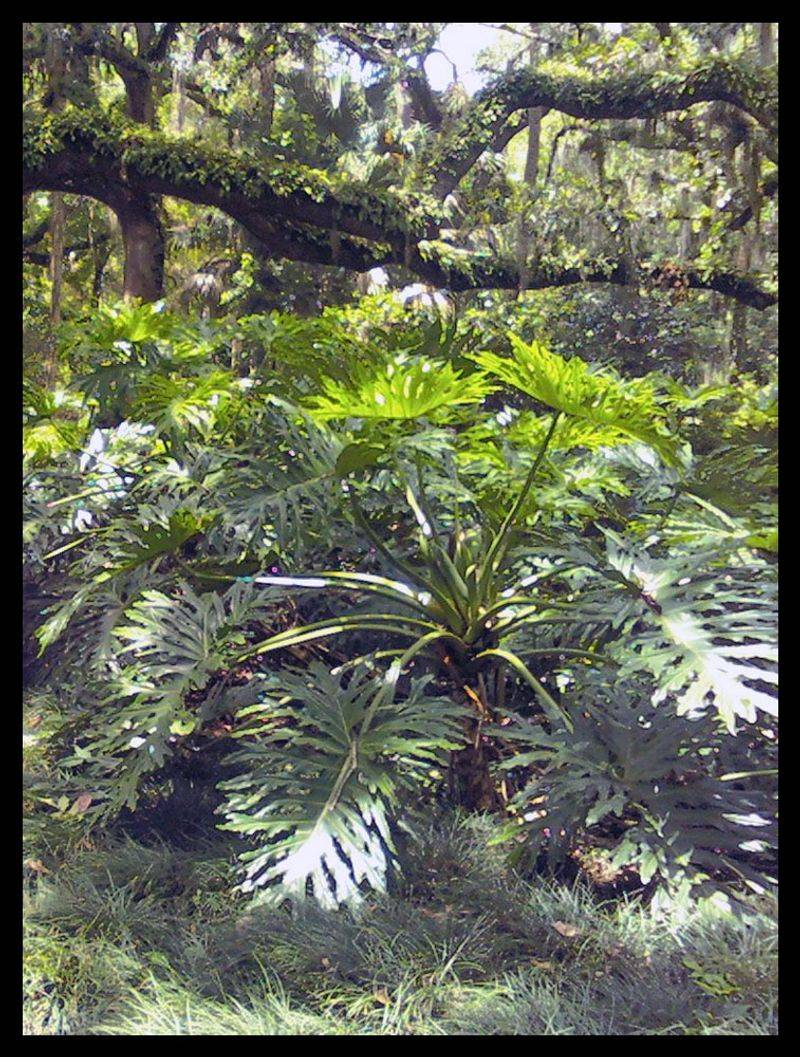 Foliage Plants That Bring Bold Color to Florida Gardens Year-Round 11 Philodendron