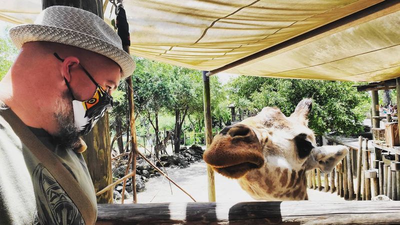 Giraffe Feeding at Expedition Africa Platform