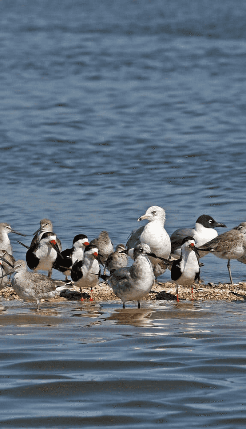Birdwatching feels effortless almost anywhere in town
