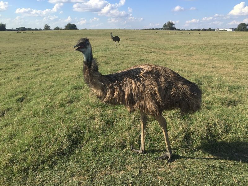 The Walk-Through Zoo Section