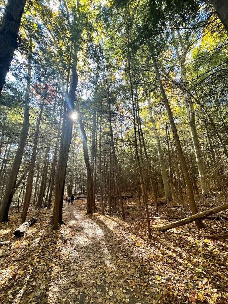 Peaceful Solitude and Nature Immersion