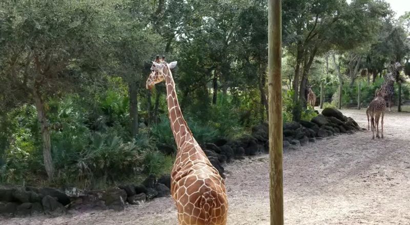 Africa Savanna Views from the Boardwalk
