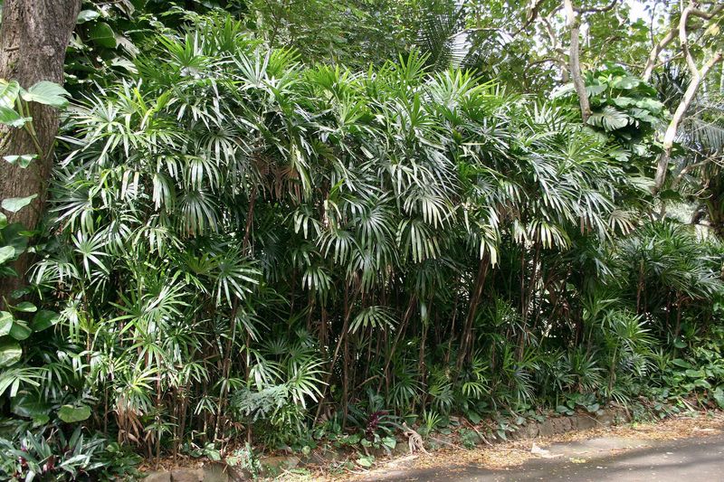 Lady Palm