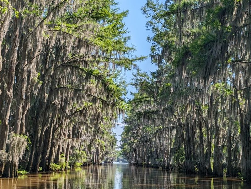 Caddo Lake - Texas