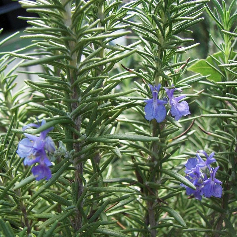Rosemary