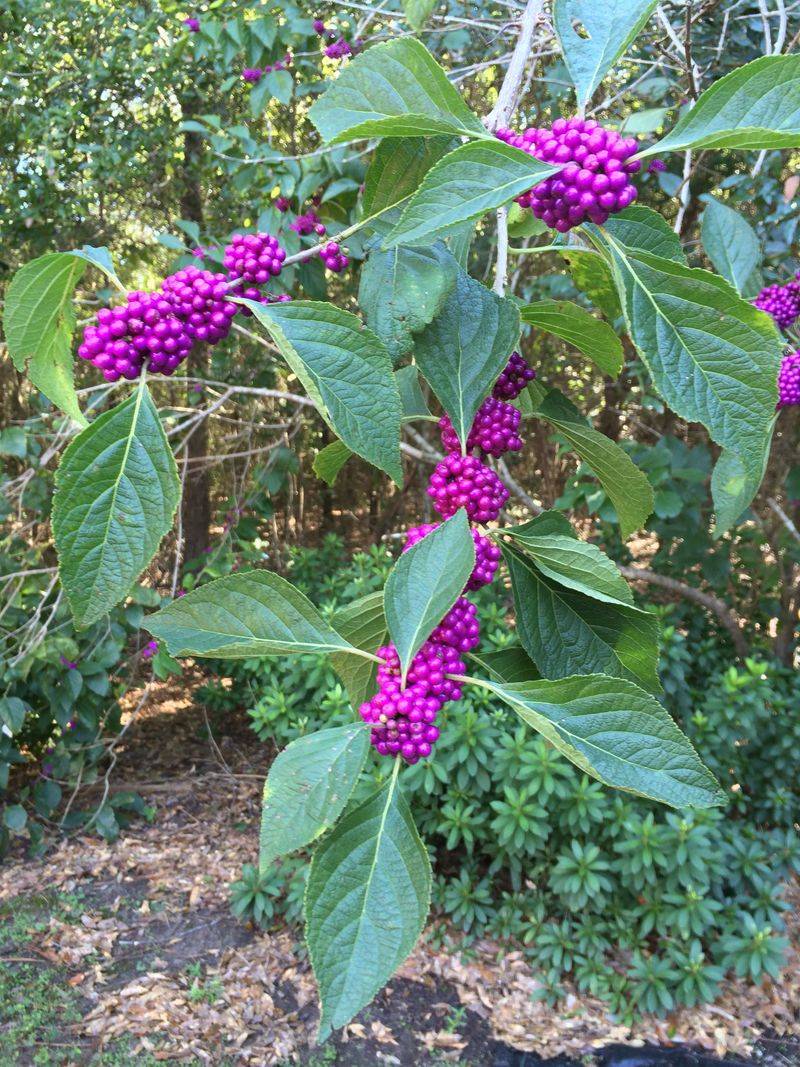 Beautyberry