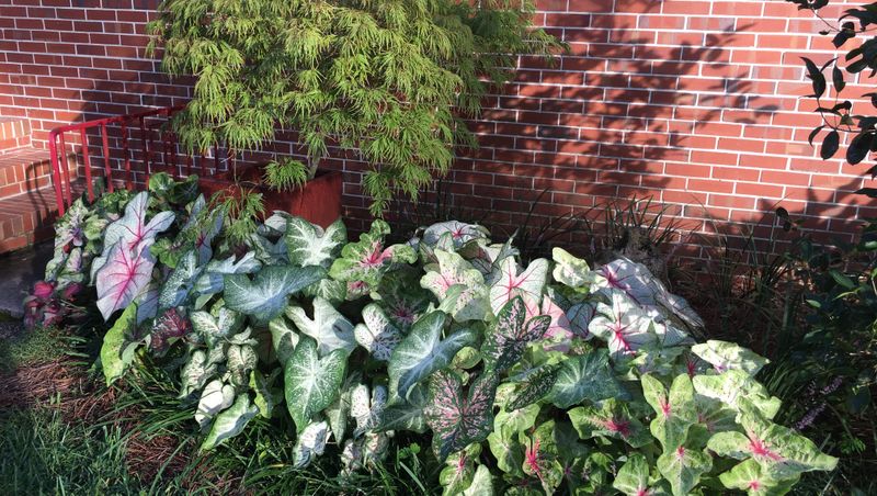 Caladium