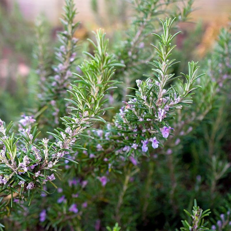 Rosemary