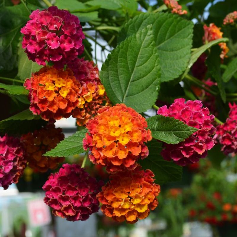 Lantana