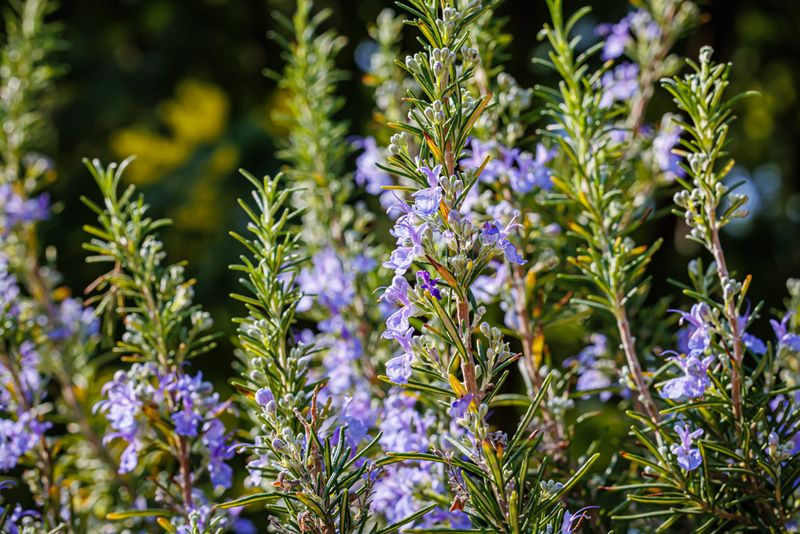 Plants That Grow Well in Florida’s Sandy Soil Without Extra Effort 11 Rosemary