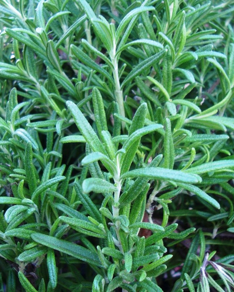 Rosemary