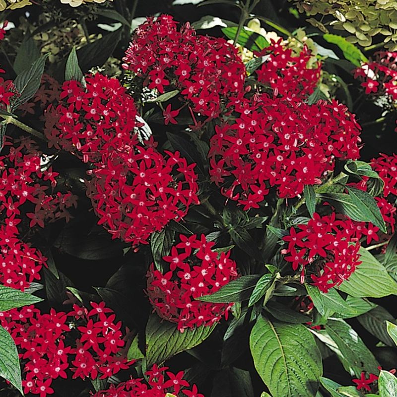 Pentas (Pentas lanceolata)