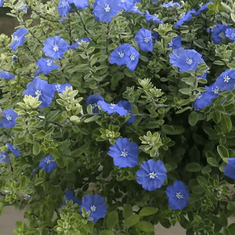 24 low-maintenance flowers that keep blooming through Florida summer 6 Blue Daze