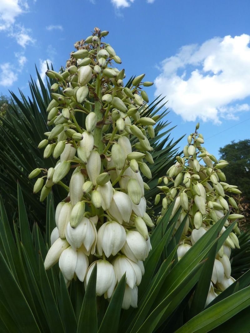 Plants That Grow Well in Florida’s Sandy Soil Without Extra Effort 13 Yucca