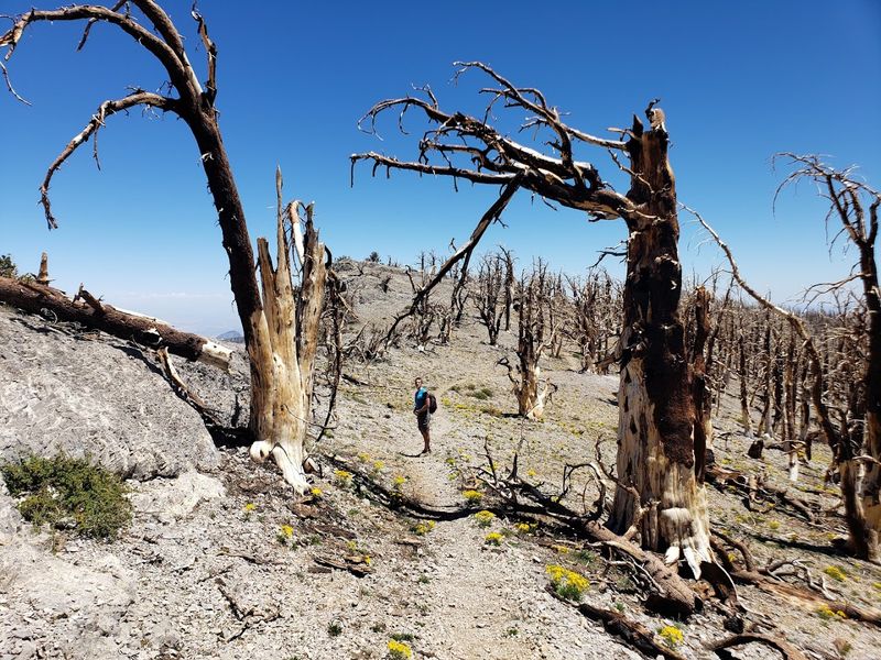 Charleston Peak - Mount Charleston, Nevada