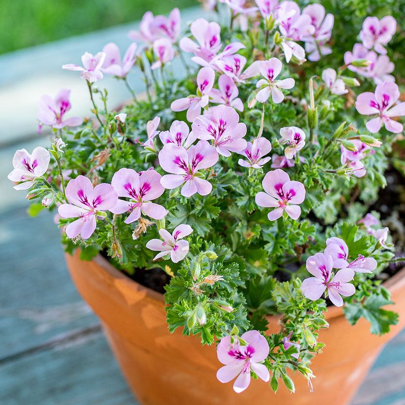 Fragrant Plants That Bring Both Color and Scent to Florida Gardens 23 Scented Geranium