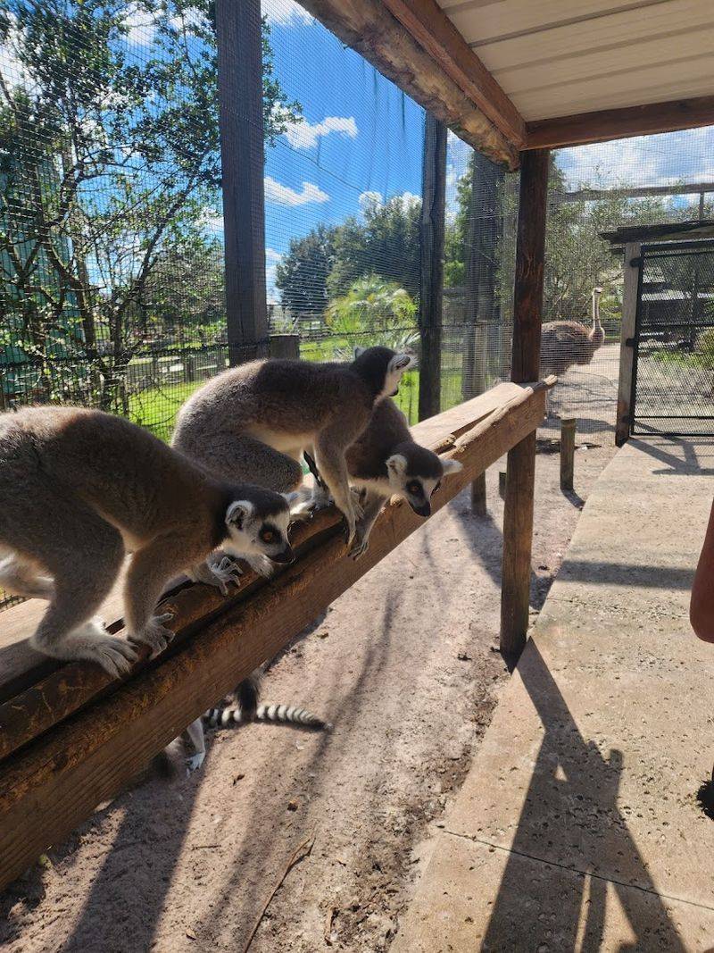 Lemur Feeding: The Add-On You Absolutely Cannot Skip