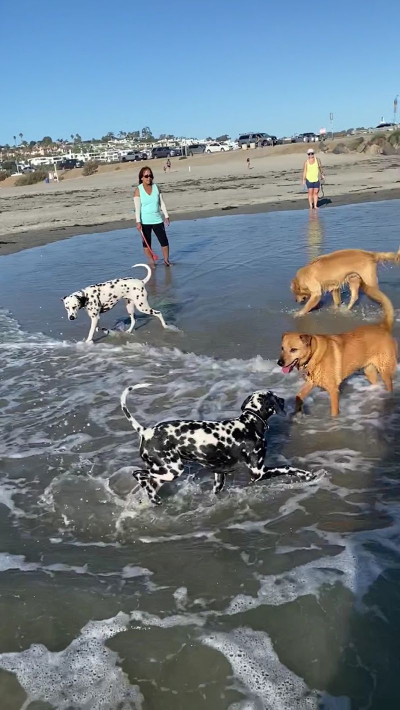 California Dog Beaches That Make Every Trip Better With Your Pup 9 Del Mar Dog Beach - Del Mar, California