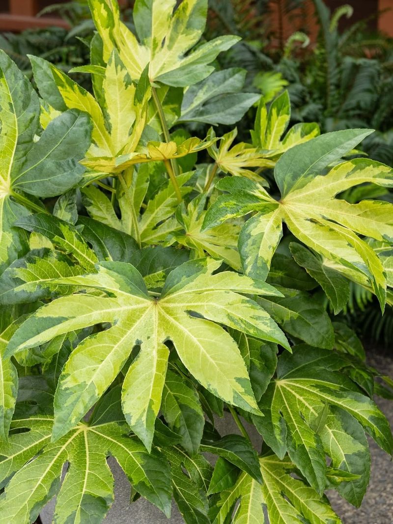 Foliage Plants That Bring Bold Color to Florida Gardens Year-Round 22 Japanese Aralia