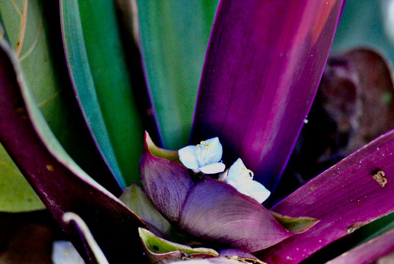 Florida Plants That Do Well in the Shade Without Much Attention 20 Oyster Plant