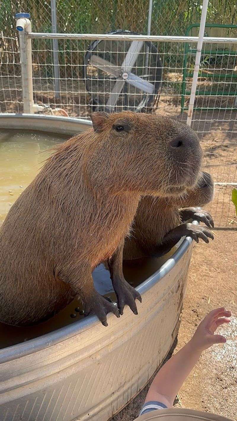 Ghost Ranch Exotics - Marana, Arizona