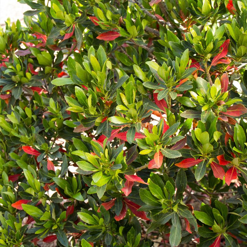 Heat-Tolerant Shrubs That Keep Florida Yards Looking Lush 16 Japanese Blueberry