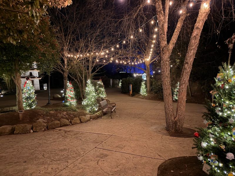 Smoky Night Lights — A Nighttime Safari Like No Other