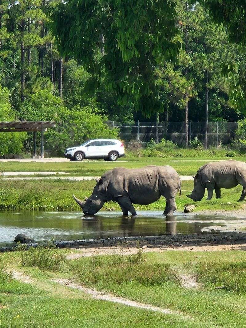 Rhinos Roaming Right Next to Your Car