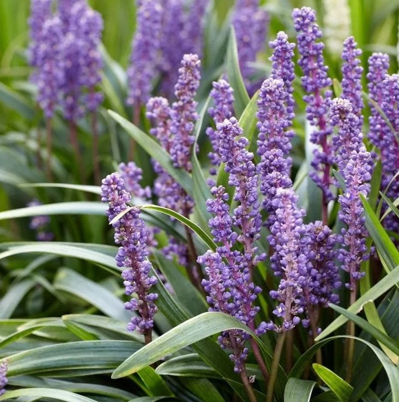Liriope
