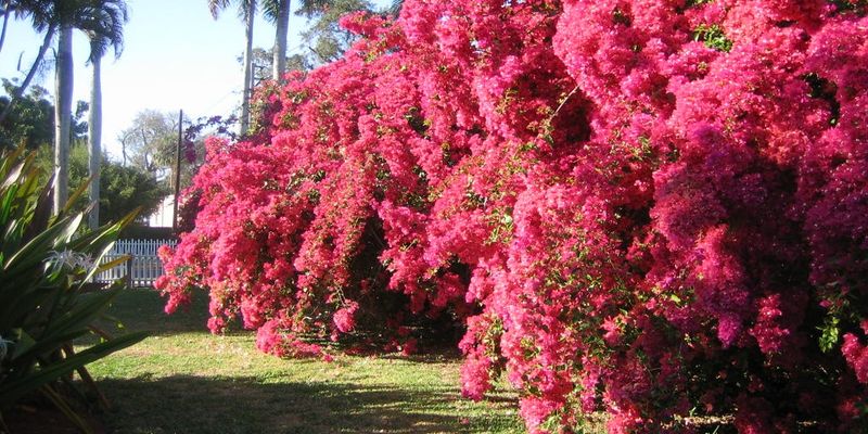 Bougainvillea (Bougainvillea spectabilis)