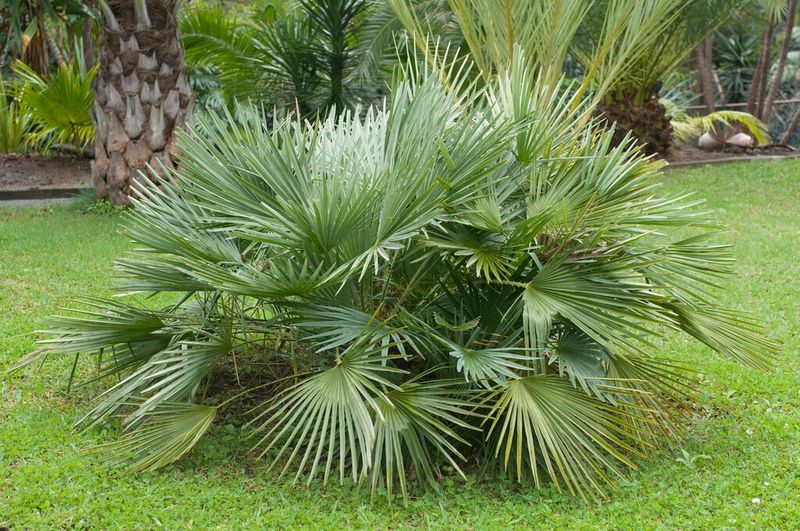 Compact Plants That Fit Perfectly Into Small Florida Garden Spaces 20 Dwarf Palmetto
