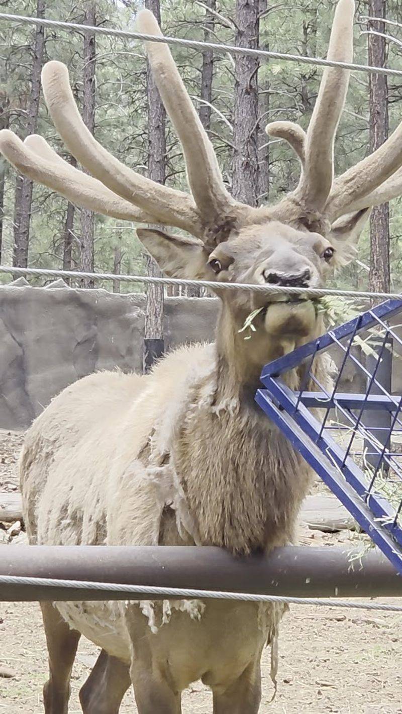 Deer That Get Surprisingly Close