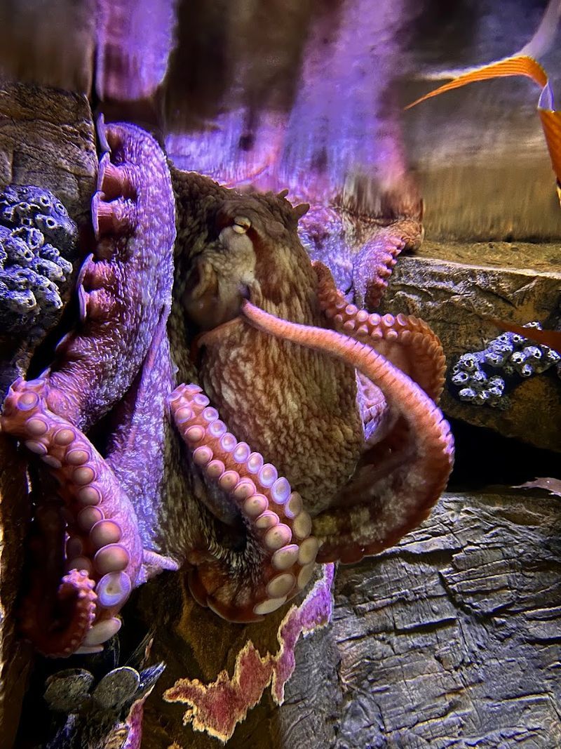 The Giant Pacific Octopus: The Star of the Show