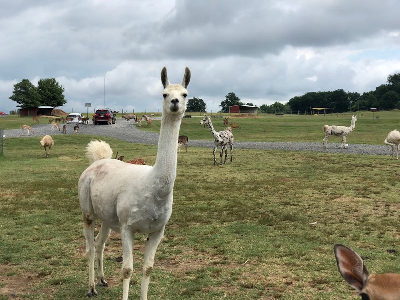 Goats, Petting Areas, and Pure Kid Energy