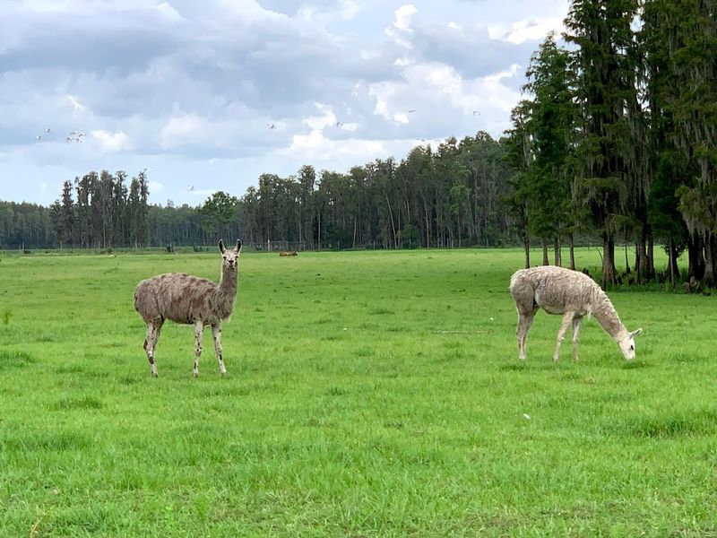 Llamas, Antelope, and the Sheer Variety That Keeps You Hooked