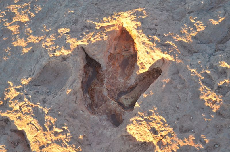 This Arizona trail is like a real-life Jurassic Park with actual dinosaur tracks 5 Dilophosaurus Territory Right Beneath Your Feet