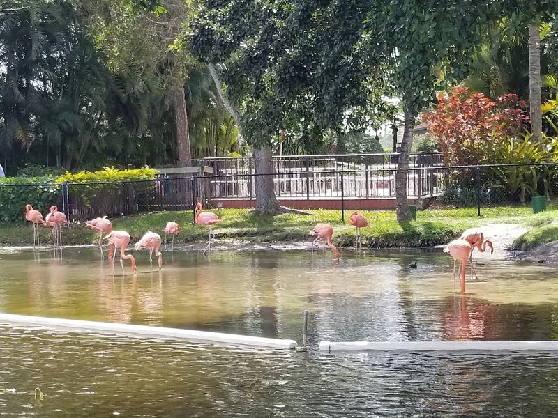 The Walk-Through Safari Park and Animal Exhibits