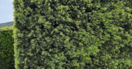 Low-Maintenance Shrubs That Keep Florida Landscapes Looking Polished