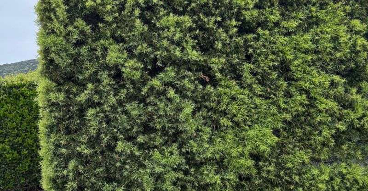 Low-Maintenance Shrubs That Keep Florida Landscapes Looking Polished