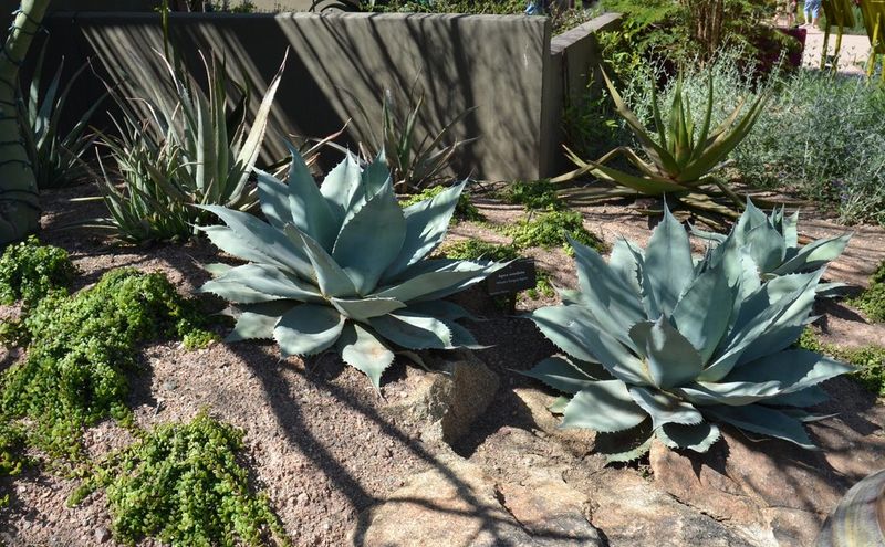 Agave